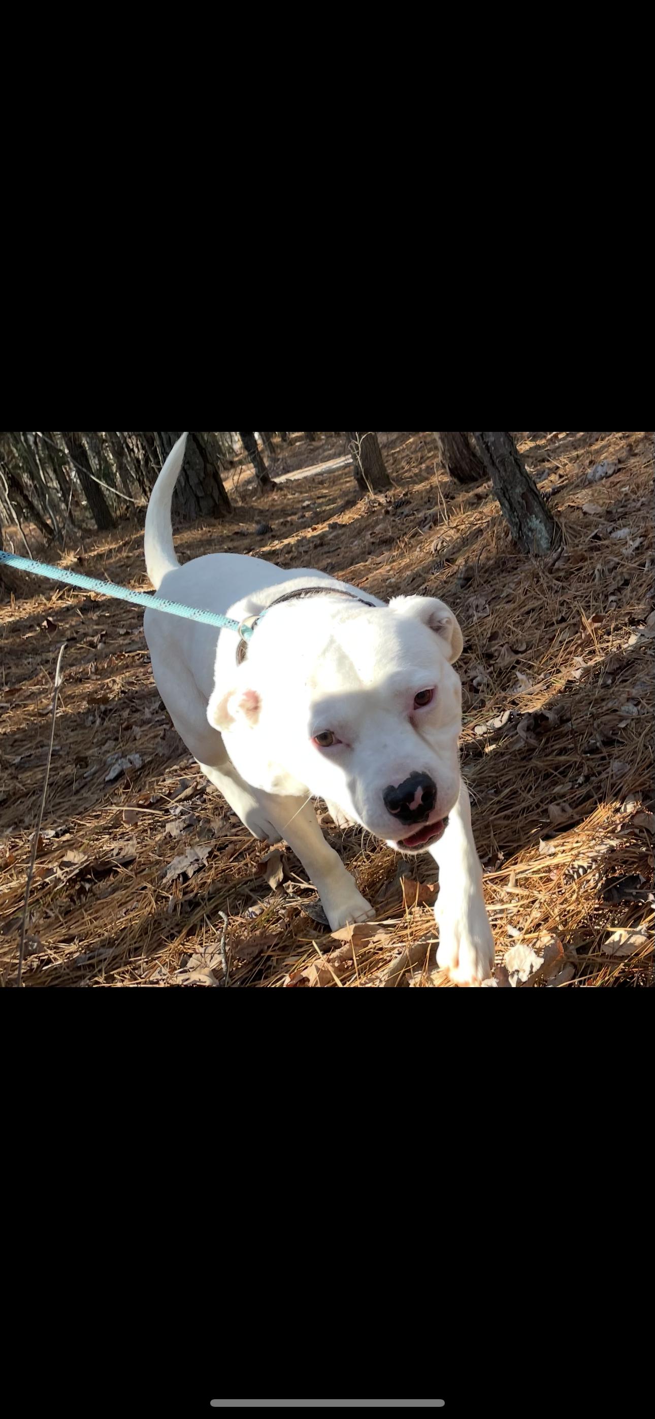 Enlarge Batman, a Adopted mixed breed in York, SC image 3/3