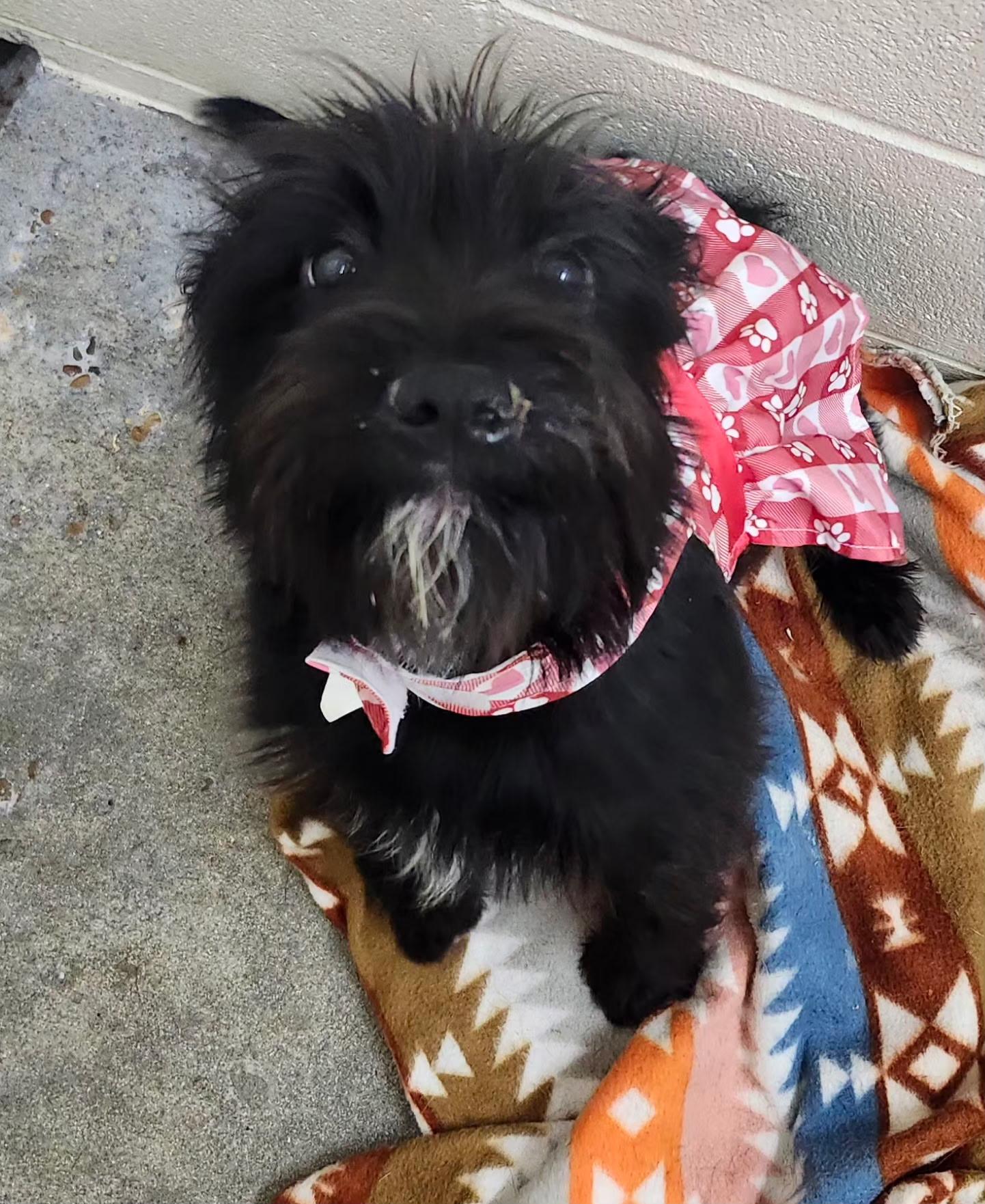 Enlarge Destiny, a ADOPTABLE mixed breed in Foxworth, MS image 3/4