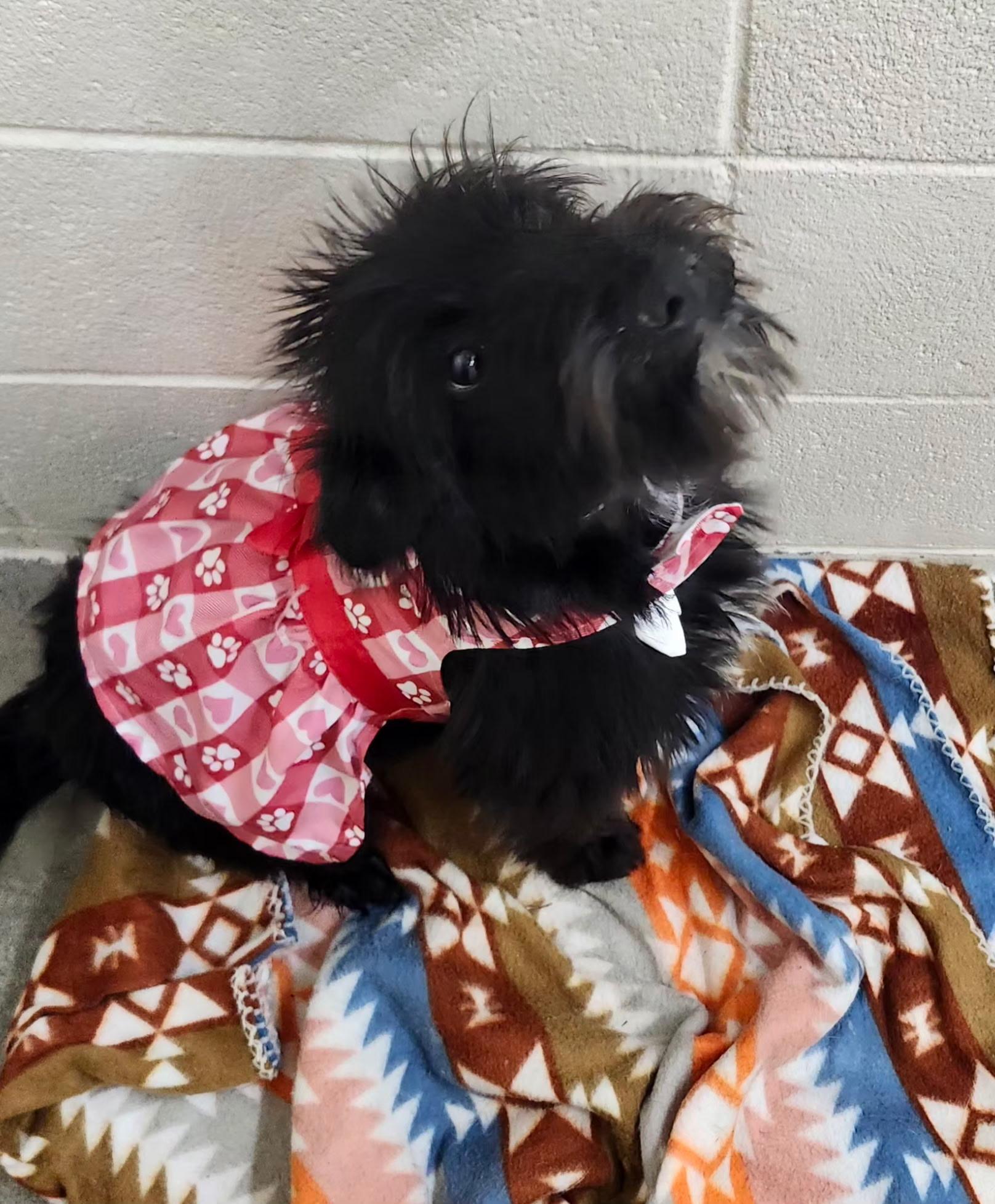 Enlarge Destiny, a ADOPTABLE mixed breed in Foxworth, MS image 4/4