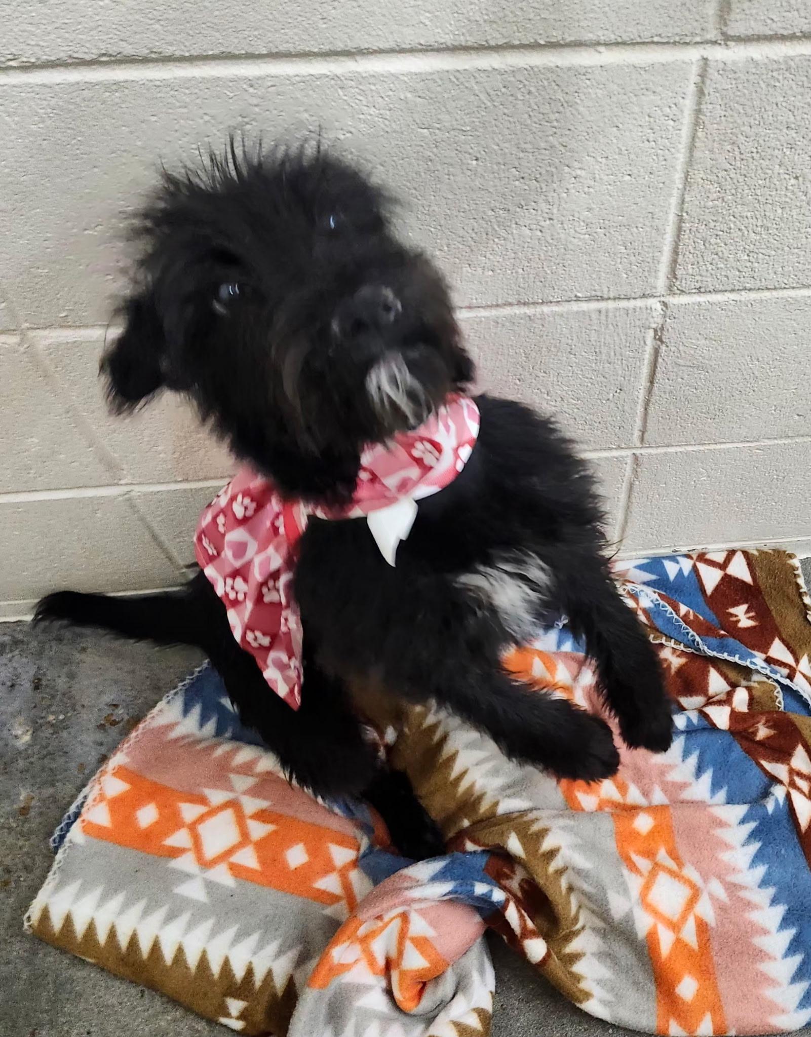 Enlarge Destiny, a ADOPTABLE mixed breed in Foxworth, MS image 2/4