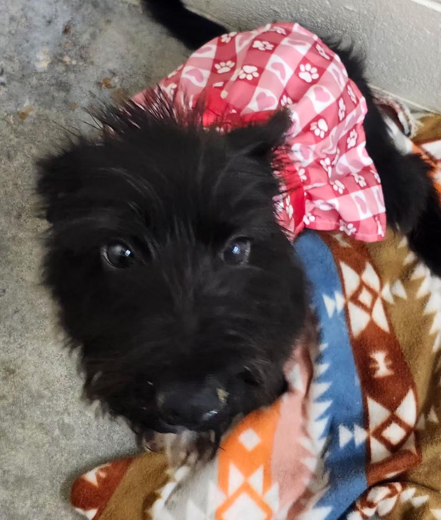 Enlarge Destiny, a ADOPTABLE mixed breed in Foxworth, MS image 1/4