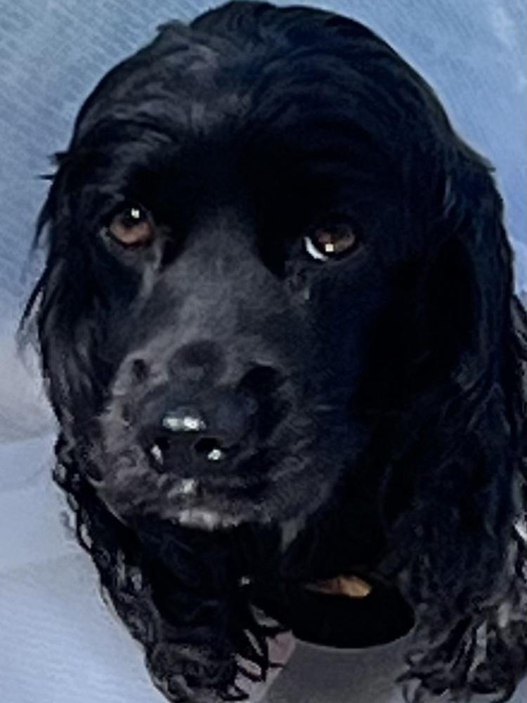 Enlarge Tommy (2/26), a Adoptable mixed breed in Jamestown, CA image 1/6