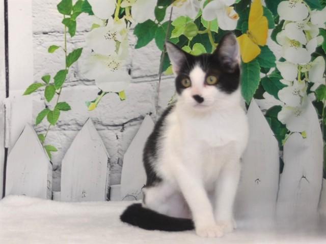 Enlarge TALLULAH, a Adoptable mixed breed in Oroville, CA image 1/1
