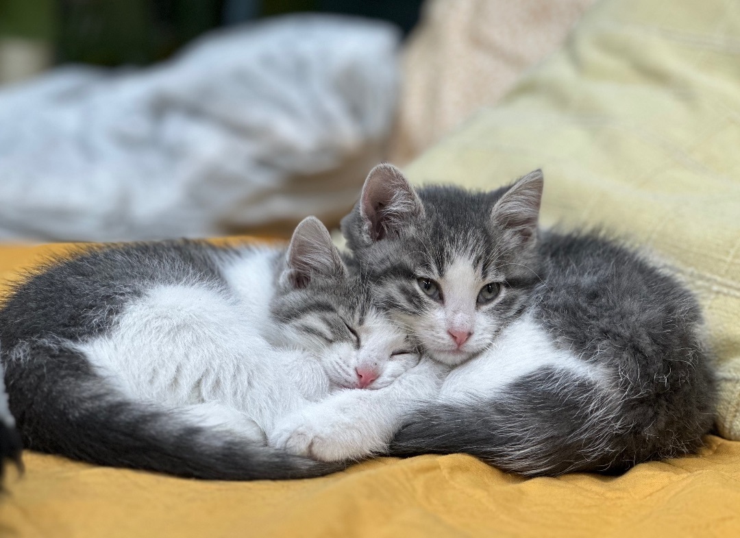 Talk Show Host, Adopted, Kitten Female American Shorthair.