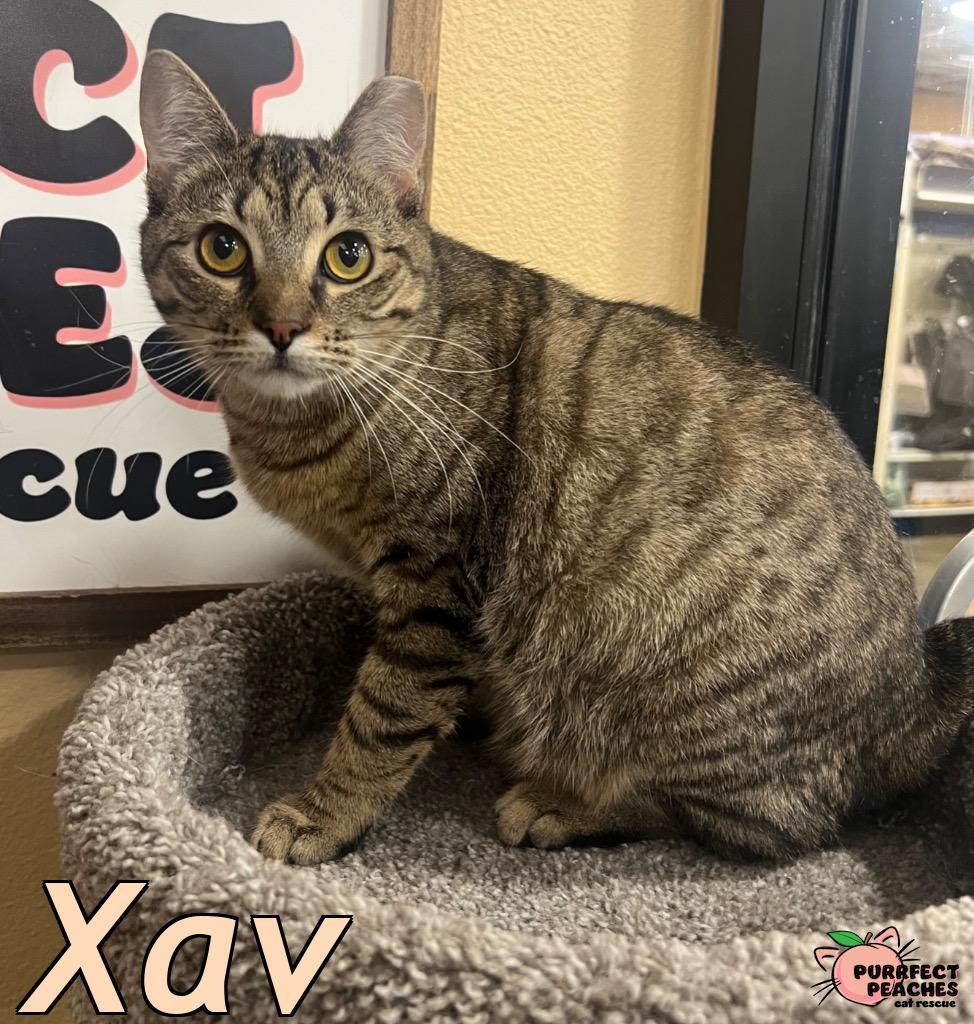 Enlarge Xav, a Adoptable mixed breed in Douglasville, GA image 1/4