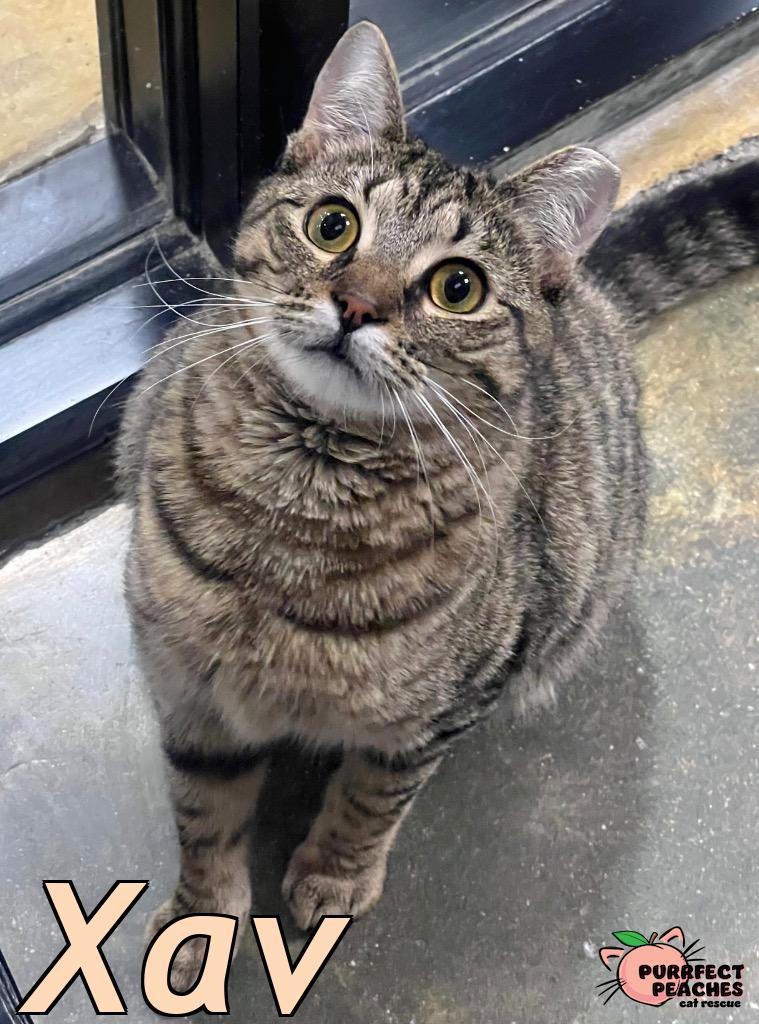 Enlarge Xav, a Adoptable mixed breed in Douglasville, GA image 4/4