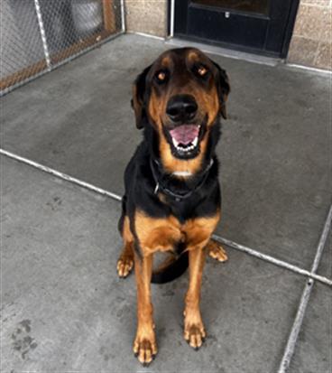 RUBY, Adoptable, Adult Female German Shepherd Dog & Doberman Pinscher.