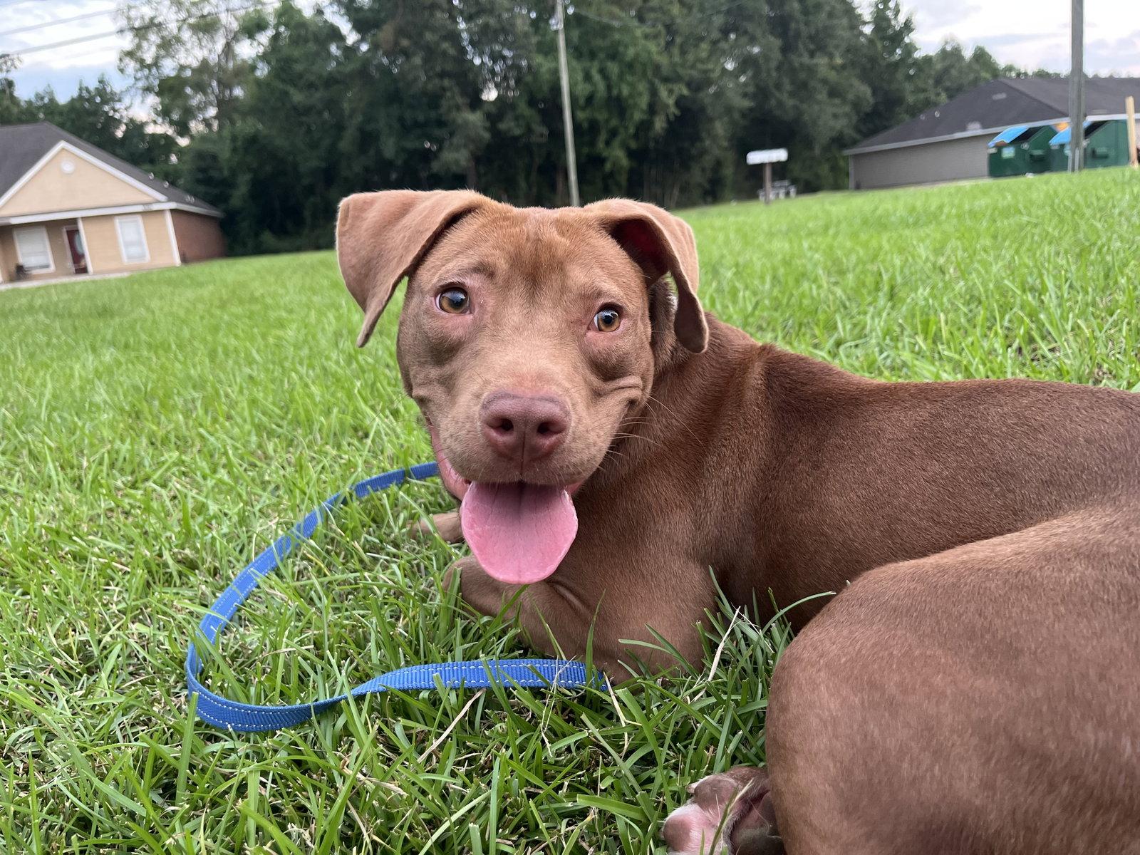 Red, Adopted, Young Female Labrador Retriever & Pit Bull Terrier.