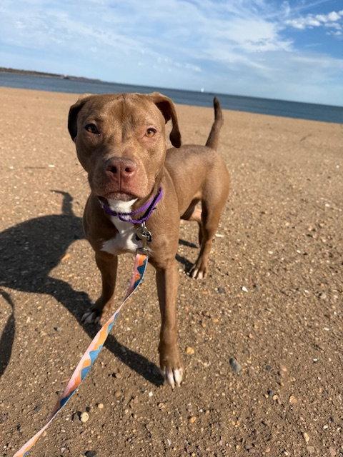 Red, a Adopted mixed breed in Oakhurst, NJ image 2/3