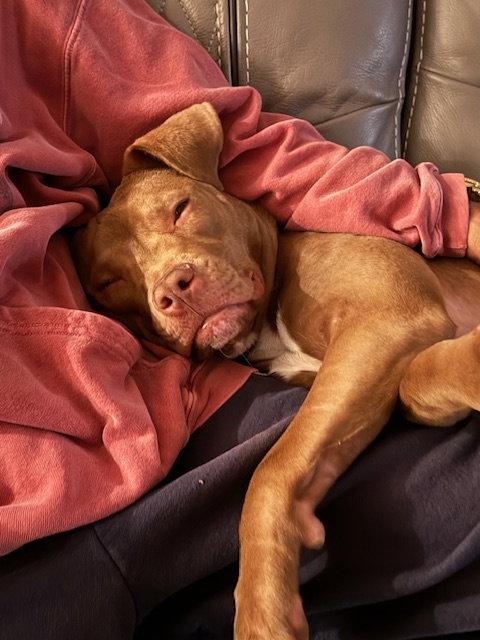 Red, a Adopted mixed breed in Oakhurst, NJ image 3/3