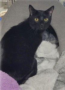 Bagheera, Adoptable, Adult Male Domestic Short Hair.
