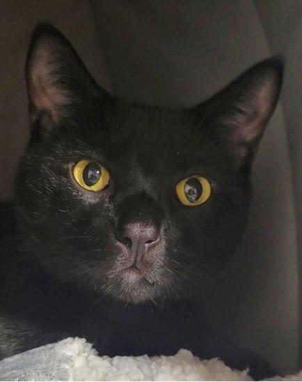 Enlarge Bagheera, a Adoptable Domestic Short Hair in Shawnee, KS image 2/3