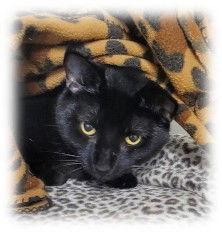 Enlarge Bagheera, a Adoptable Domestic Short Hair in Shawnee, KS image 3/3
