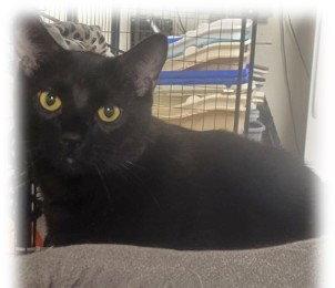 Enlarge Bagheera, a Adoptable Domestic Short Hair in Shawnee, KS image 3/3