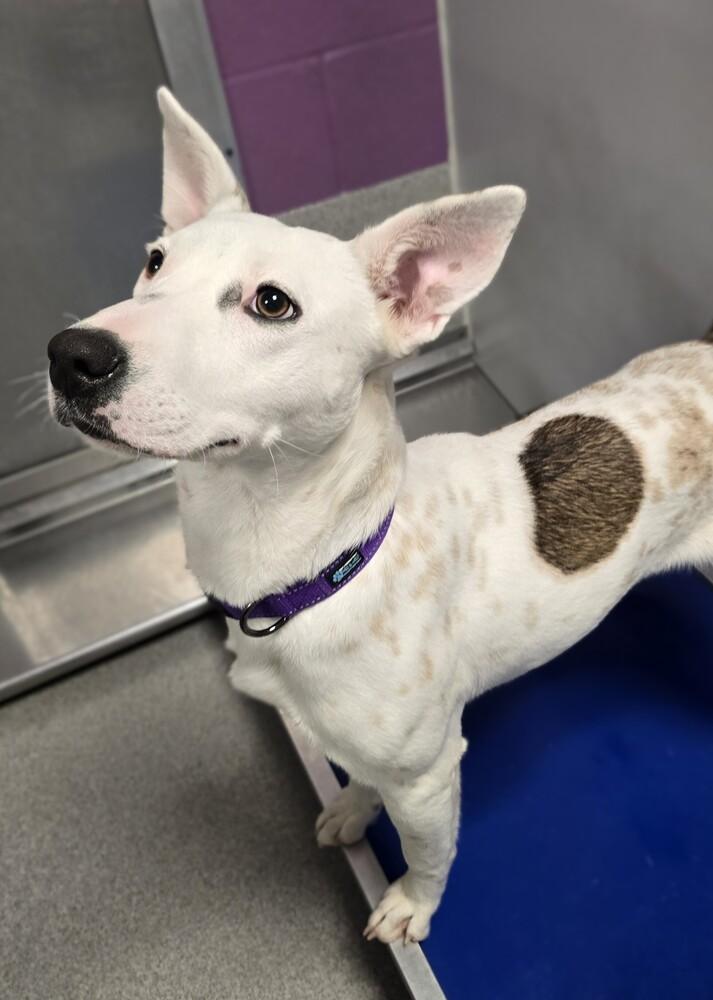 Enlarge Merry, a Adoptable mixed breed in Wellington, KS image 1/6