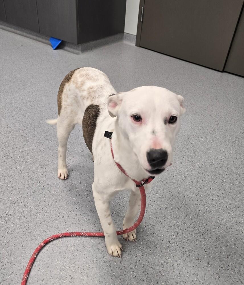 Enlarge Merry, a Adoptable mixed breed in Wellington, KS image 2/6