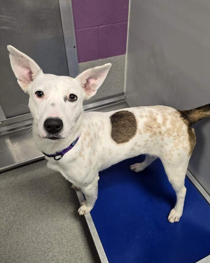 Enlarge Merry, a Adoptable mixed breed in Wellington, KS image 3/6