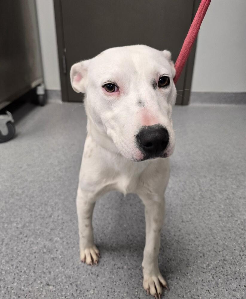 Enlarge Merry, a Adoptable mixed breed in Wellington, KS image 4/6