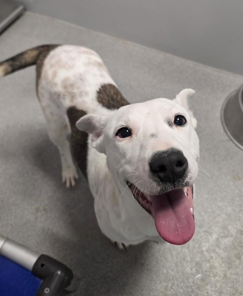 Enlarge Merry, a Adoptable mixed breed in Wellington, KS image 5/6