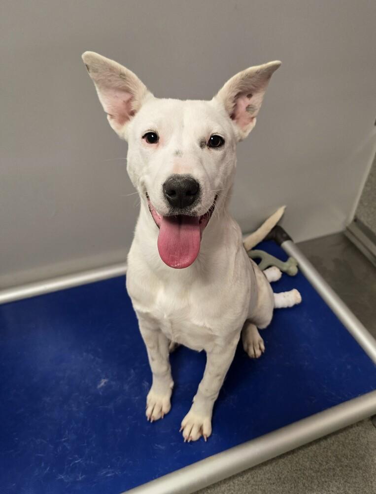 Enlarge Merry, a Adoptable mixed breed in Wellington, KS image 6/6