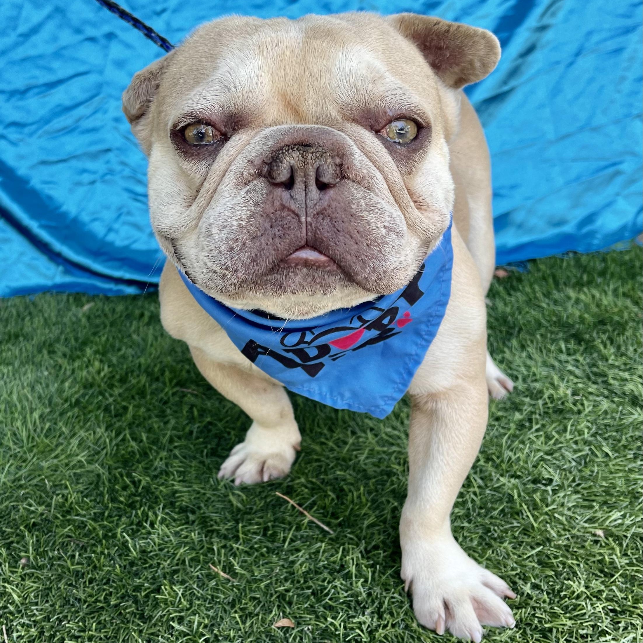 TITUS, adoptable, Young Male French Bulldog.