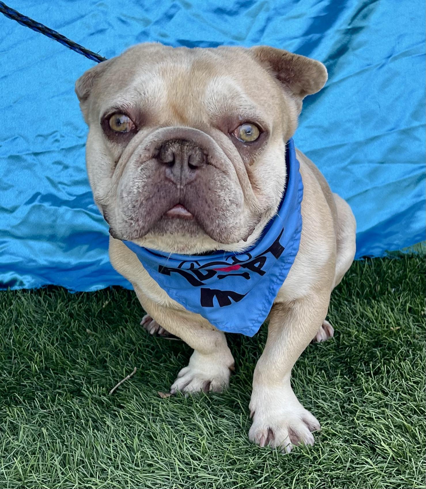 Enlarge TITUS, an adoptable French Bulldog in Rowland Heights, CA image 3/3