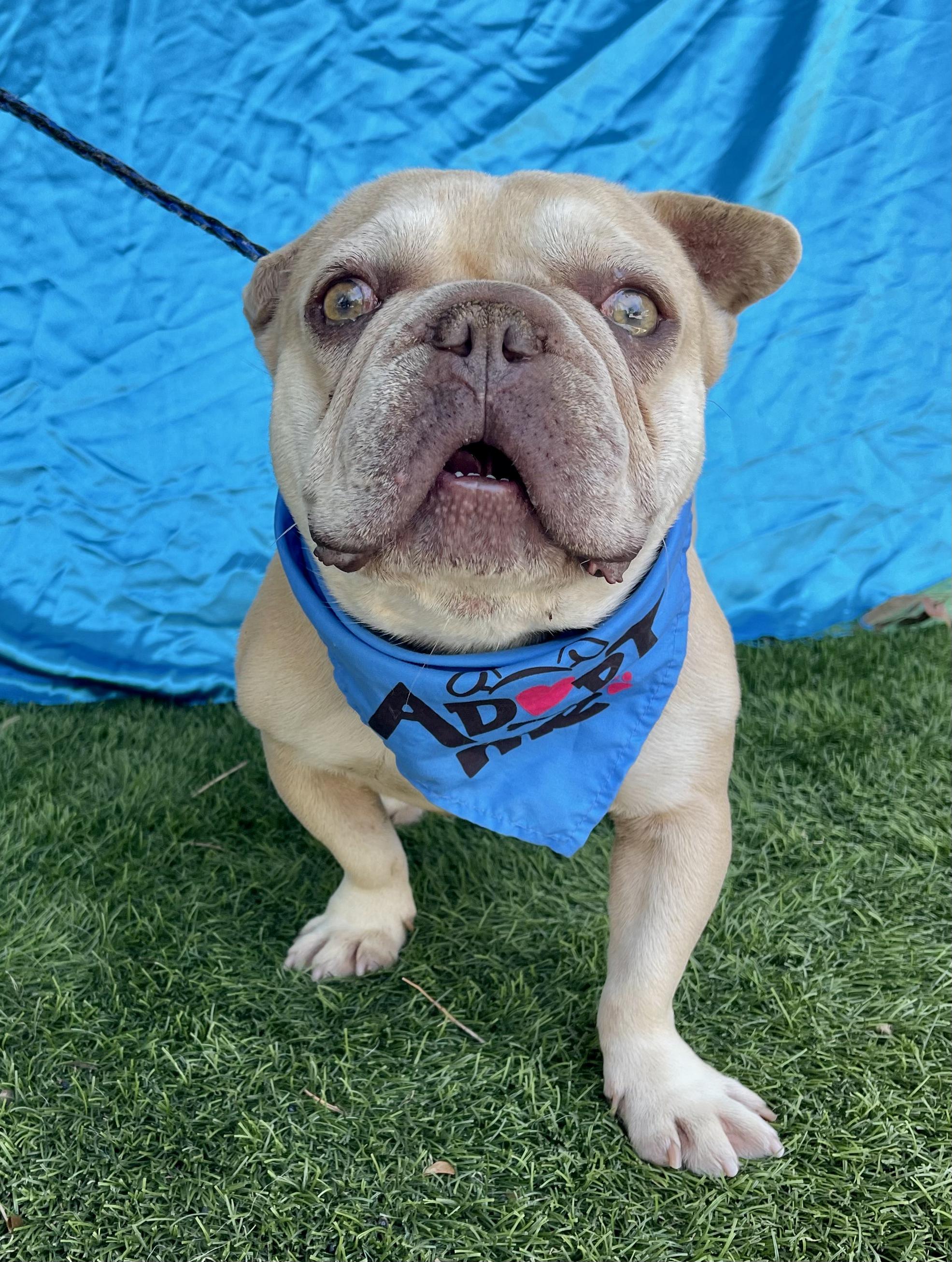 Enlarge TITUS, an adoptable French Bulldog in Rowland Heights, CA image 2/3