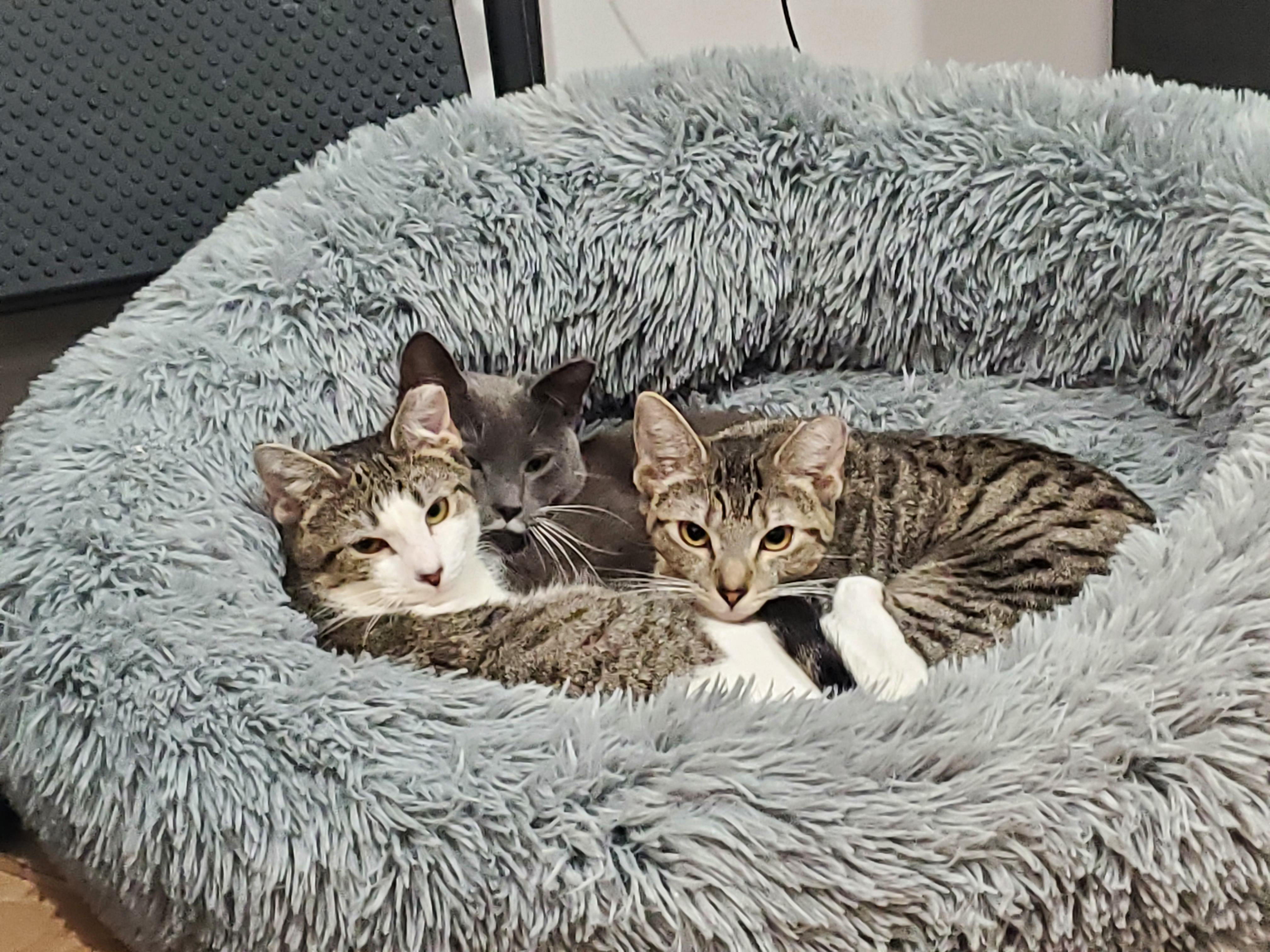 Iris, Young Female Domestic Short Hair