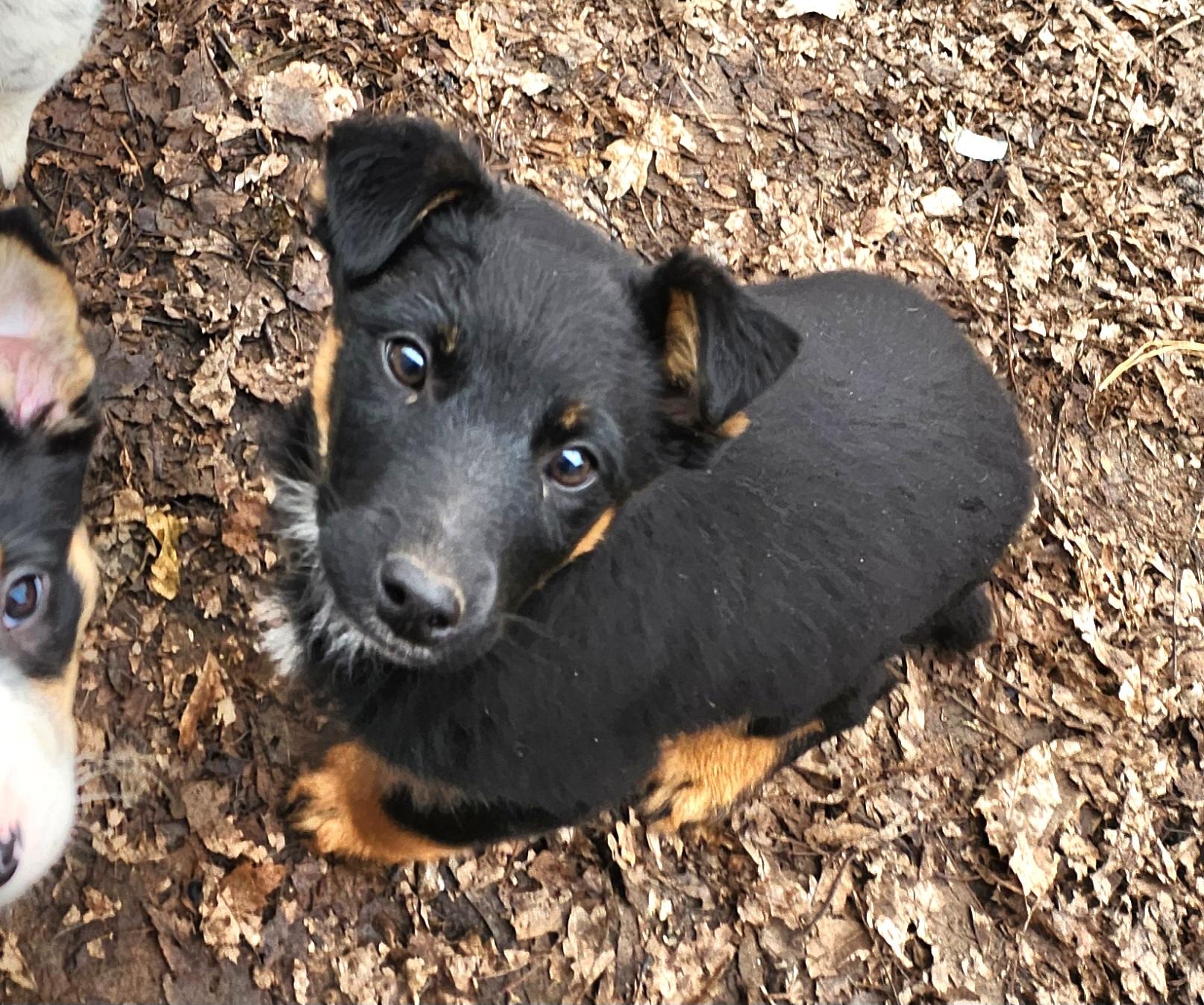Enlarge Tessa, a ADOPTABLE mixed breed in Liberty Center, OH image 3/6