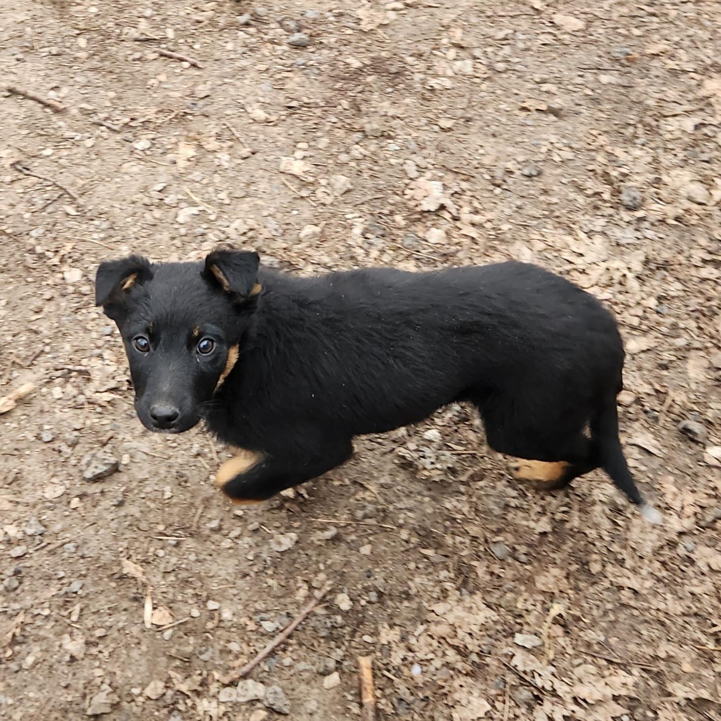 Enlarge Tessa, a ADOPTABLE mixed breed in Liberty Center, OH image 5/6