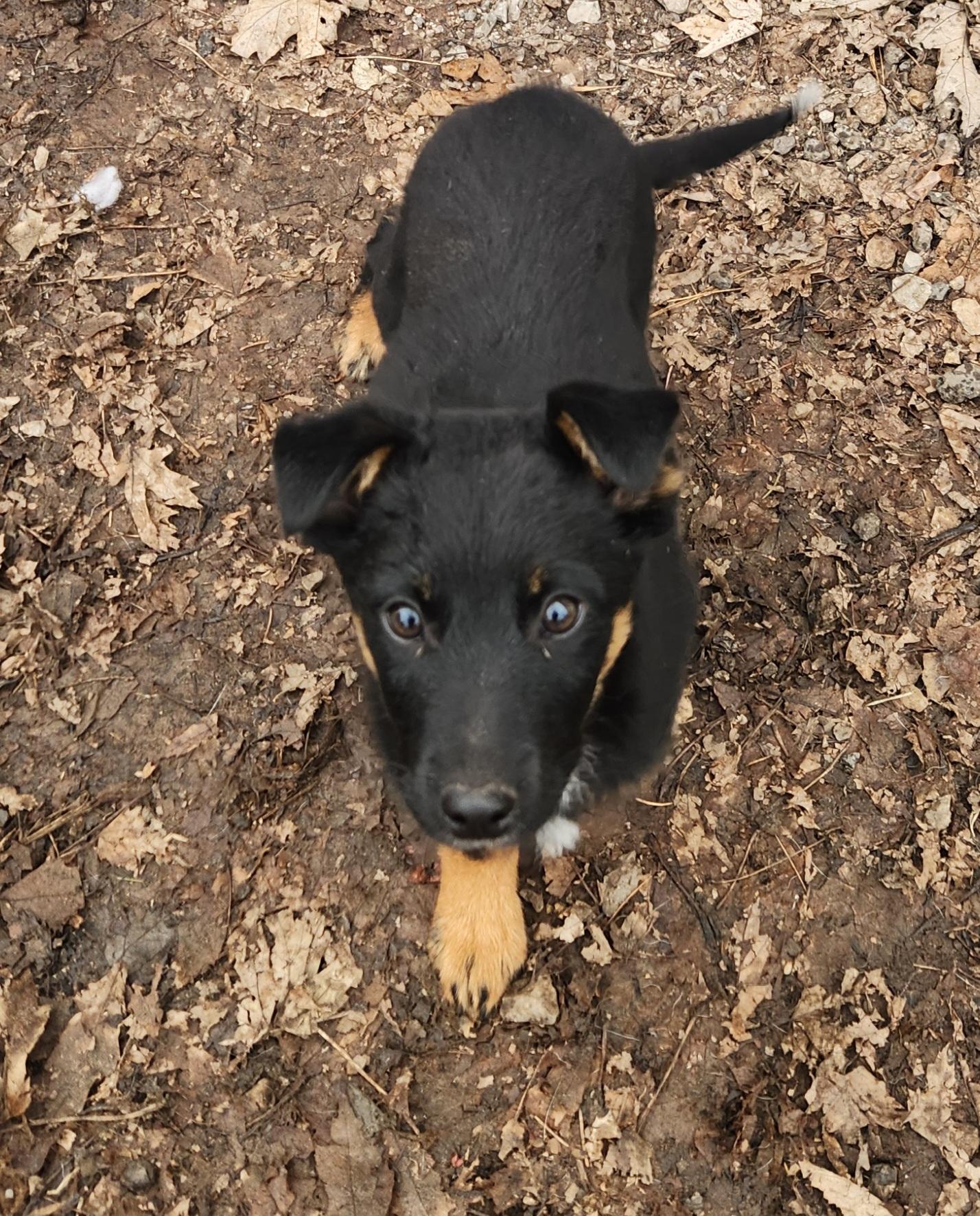 Enlarge Tessa, a ADOPTABLE mixed breed in Liberty Center, OH image 4/6