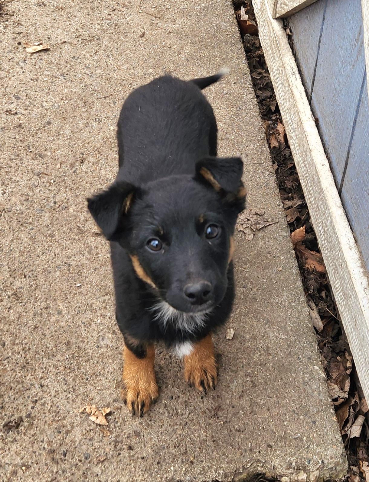 Tessa, ADOPTABLE, Puppy Female Australian Shepherd & Australian Cattle Dog / Blue Heeler.