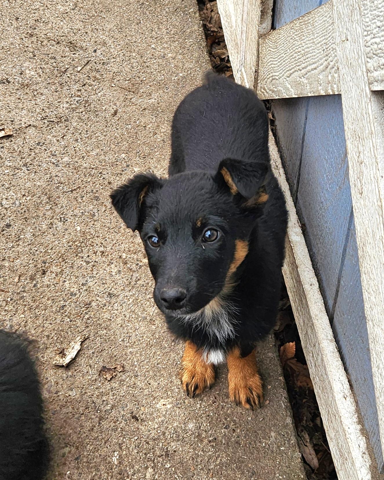 Enlarge Tessa, a ADOPTABLE mixed breed in Liberty Center, OH image 2/6