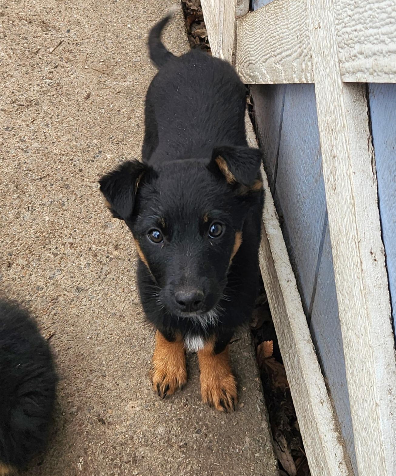 Enlarge Tessa, a ADOPTABLE mixed breed in Liberty Center, OH image 6/6
