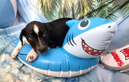 Keebler, Adoptable, Puppy Female Mixed Breed & Mixed Breed.
