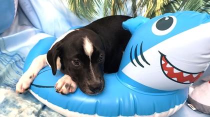 Keebler, a Adoptable mixed breed in Elmira, NY image 3/3