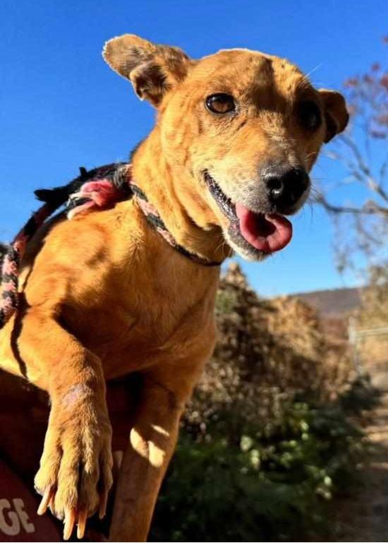 Cobbler, Adult Female Dachshund