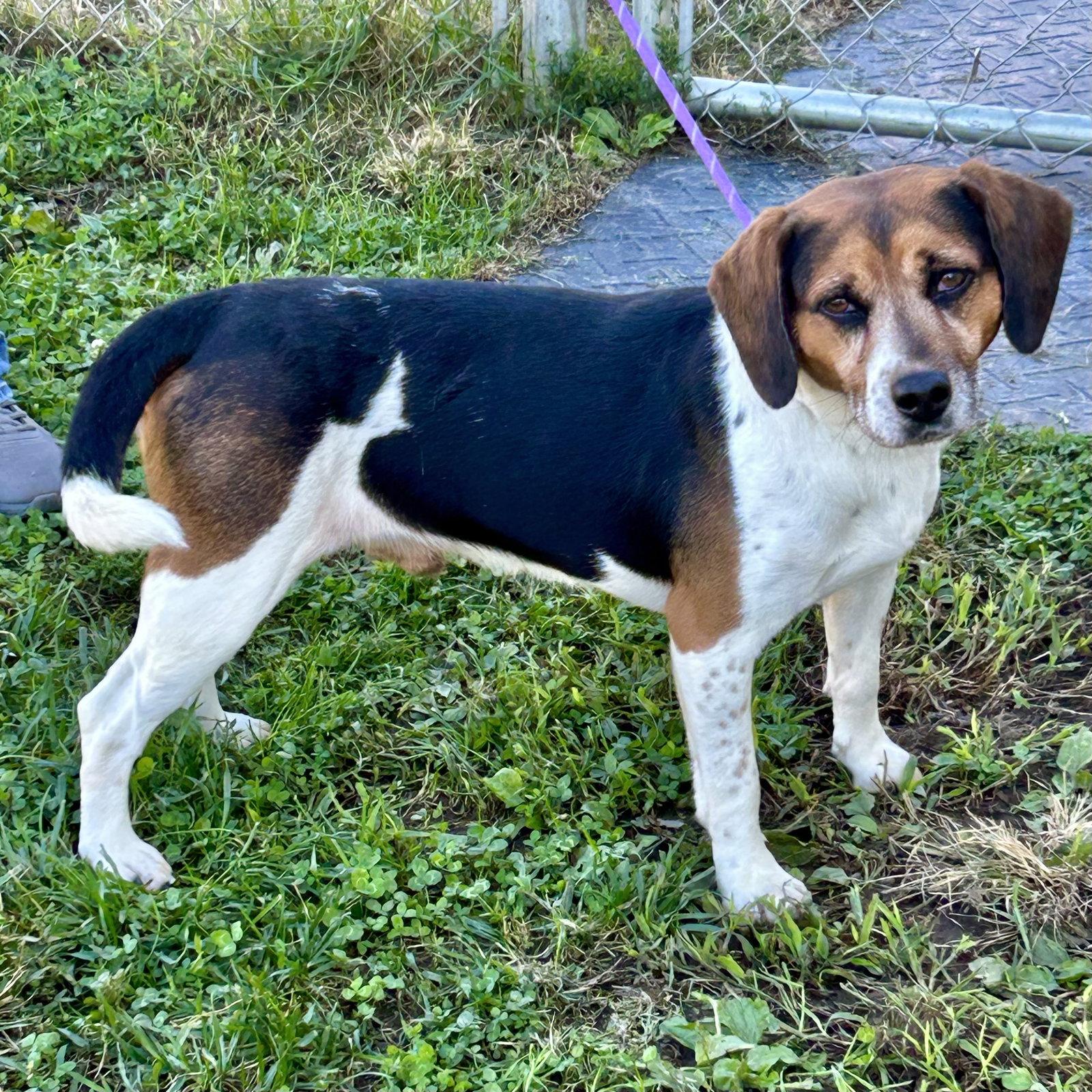 Enlarge Biscuit 2026, a Adoptable Beagle in Norwood, OH image 2/3