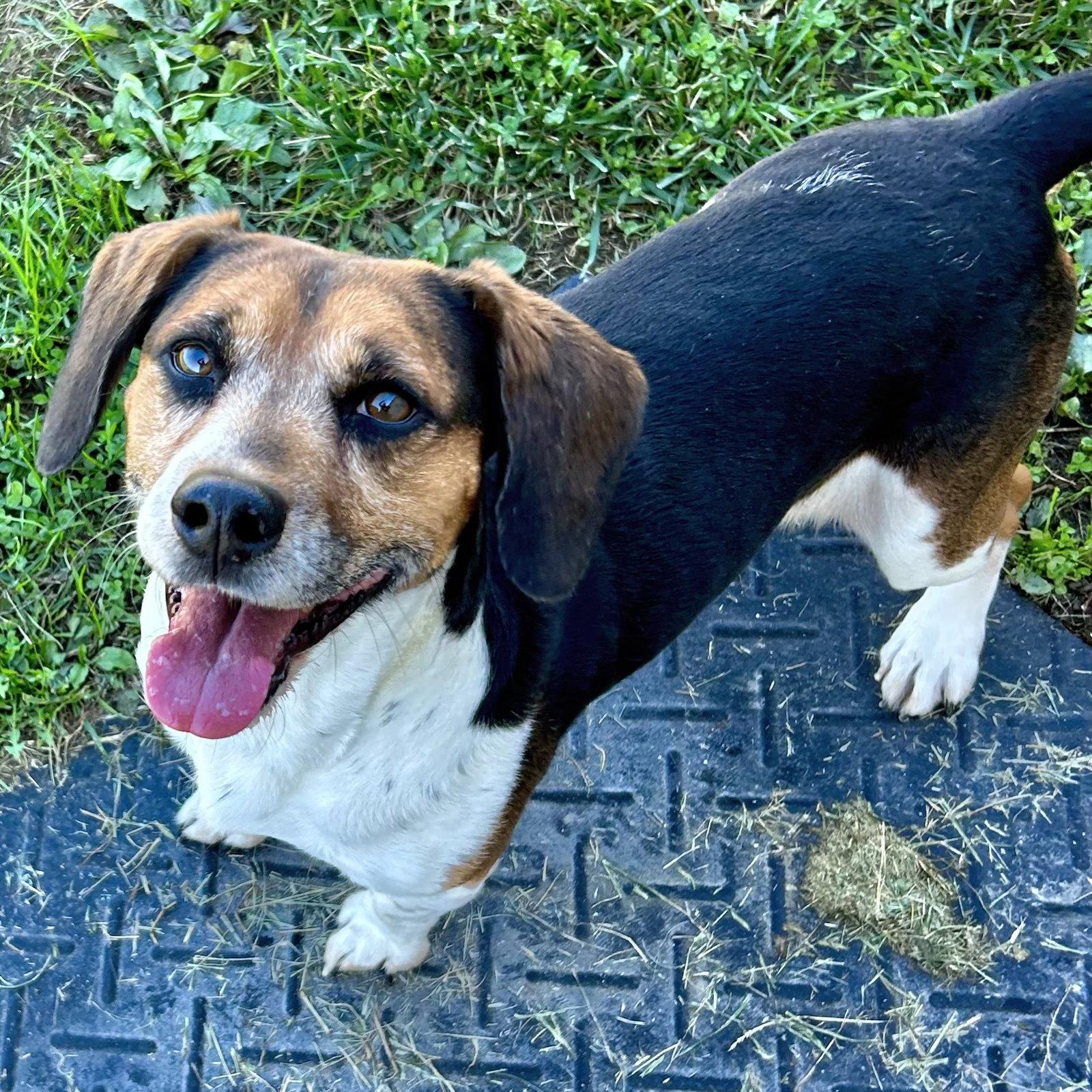 Enlarge Biscuit 2026, a Adoptable Beagle in Norwood, OH image 1/3