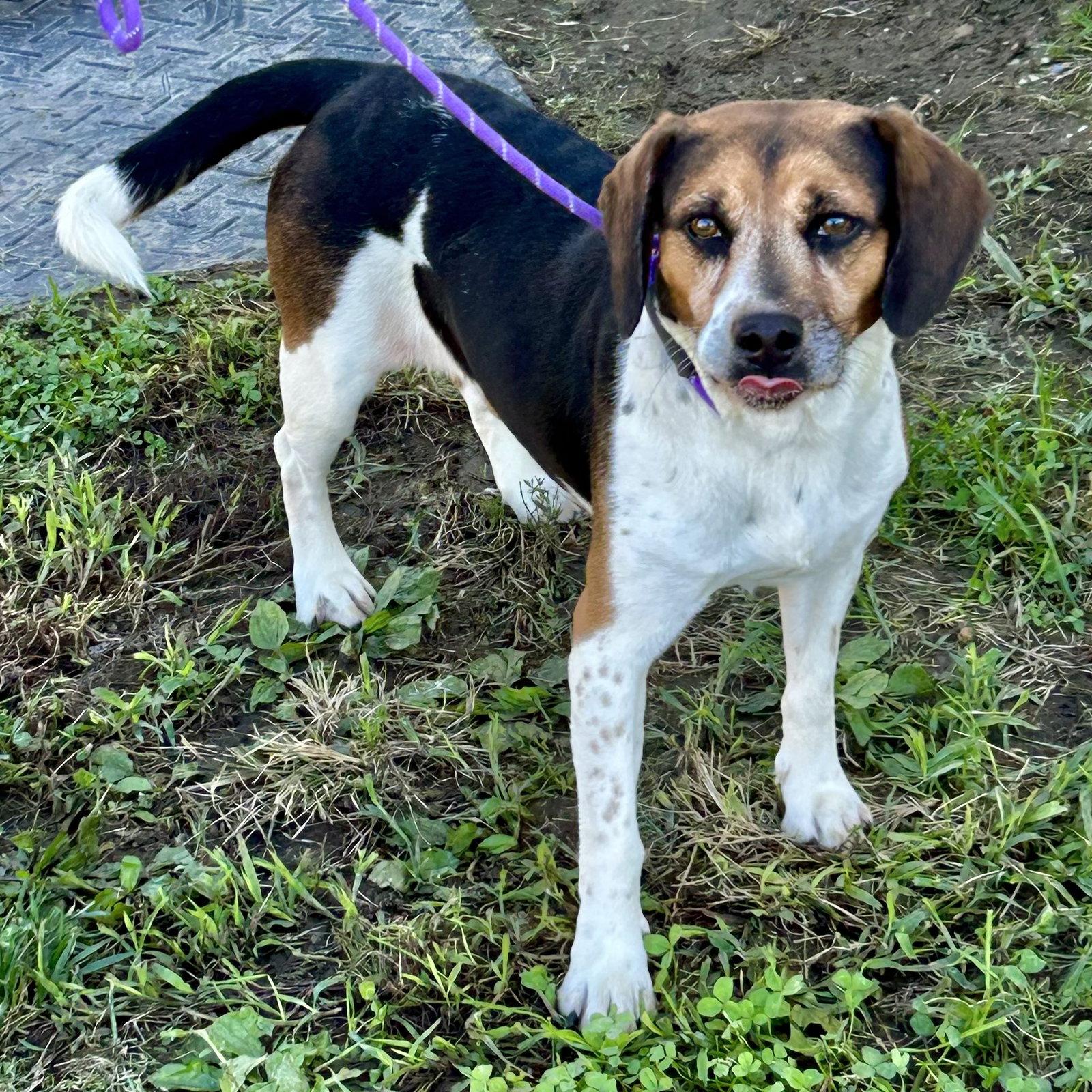 Enlarge Biscuit 2026, a Adoptable Beagle in Norwood, OH image 3/3