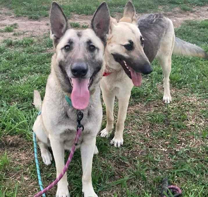 Enlarge Splenda, a Adoptable German Shepherd Dog in Brookshire, TX image 2/6