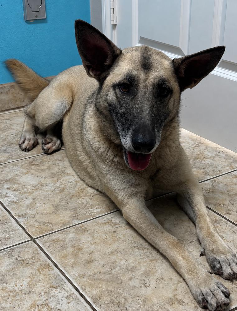 Splenda, a Adoptable German Shepherd Dog in Brookshire, TX image 3/5