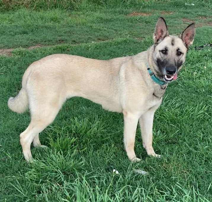Enlarge Splenda, a Adoptable German Shepherd Dog in Brookshire, TX image 3/6