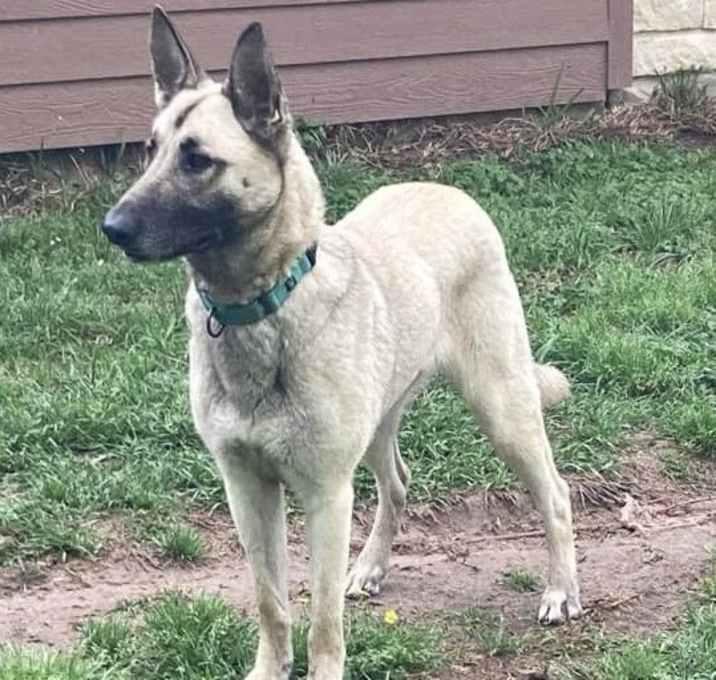 Enlarge Splenda, a Adoptable German Shepherd Dog in Brookshire, TX image 2/3