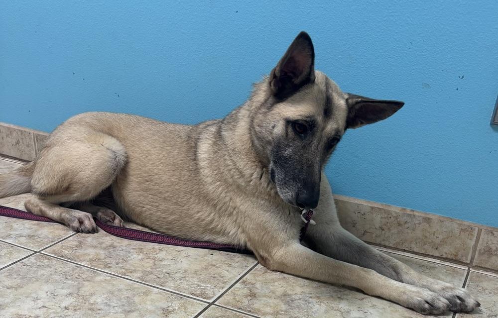 Splenda, a Adoptable German Shepherd Dog in Brookshire, TX image 5/5