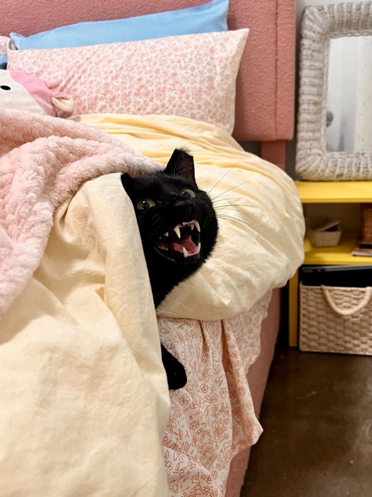 Enlarge Leo - No Longer Accepting Apps, a Adoptable mixed breed in Minneapolis, MN image 1/4