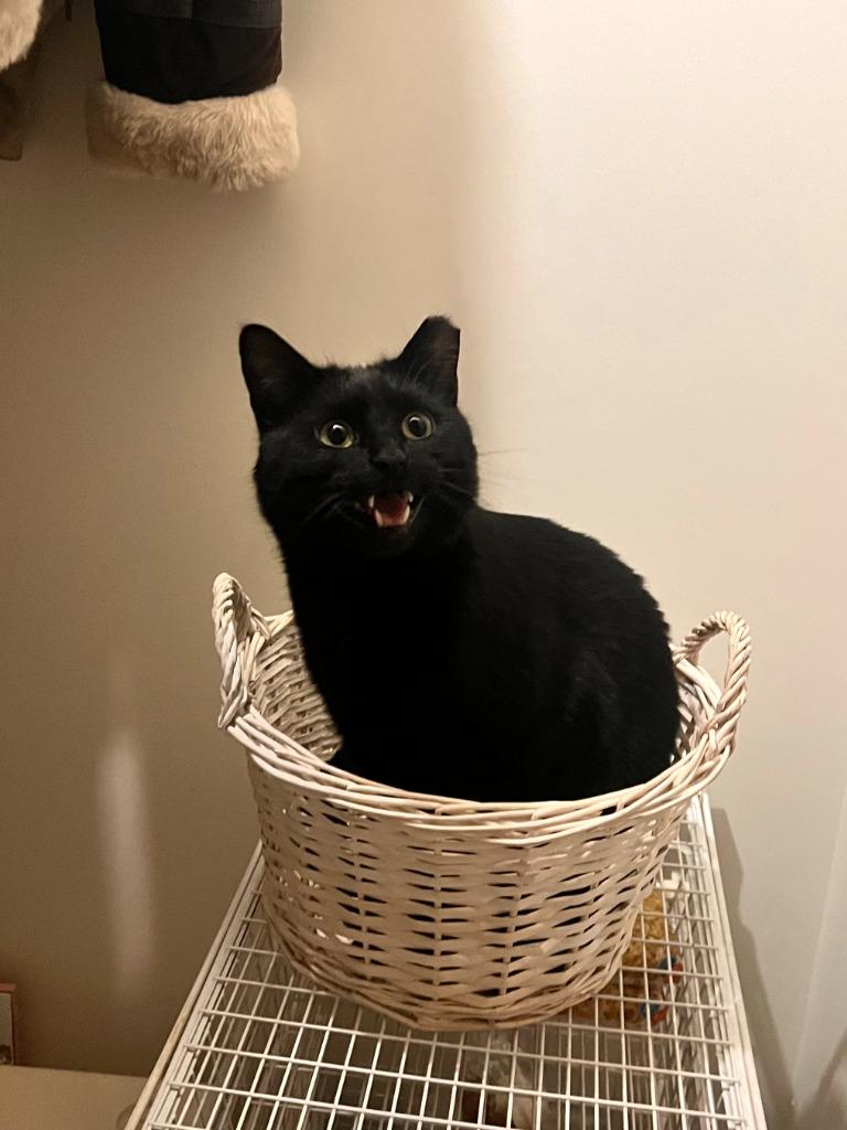 Leo, Adoptable, Adult Male Domestic Short Hair.