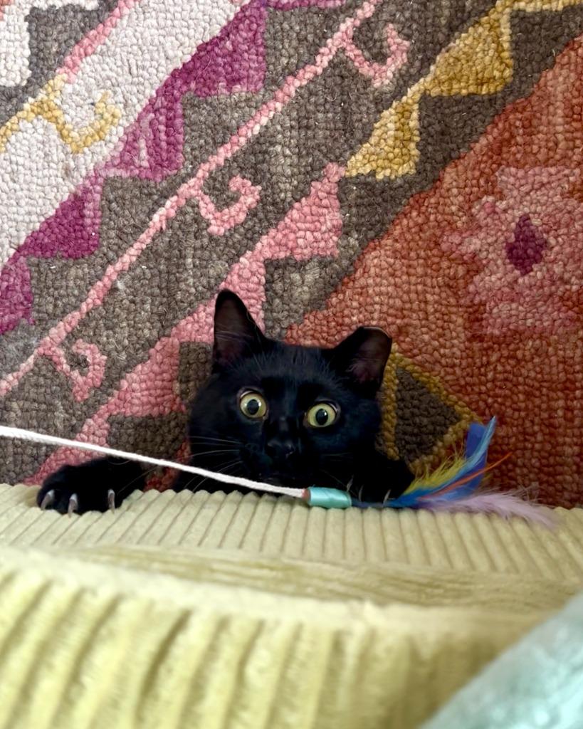 Enlarge Leo - No Longer Accepting Apps, a Adoptable mixed breed in Minneapolis, MN image 3/4