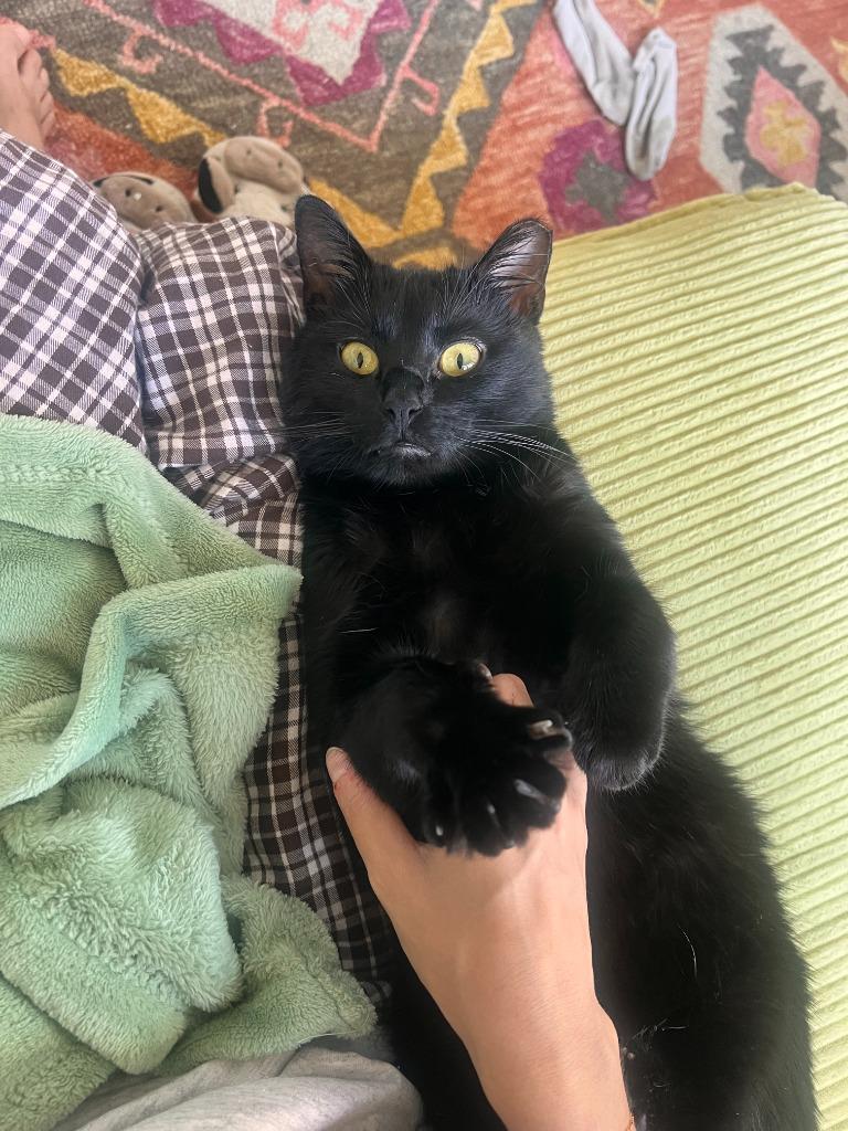 Enlarge Leo - No Longer Accepting Apps, a Adoptable mixed breed in Minneapolis, MN image 4/4