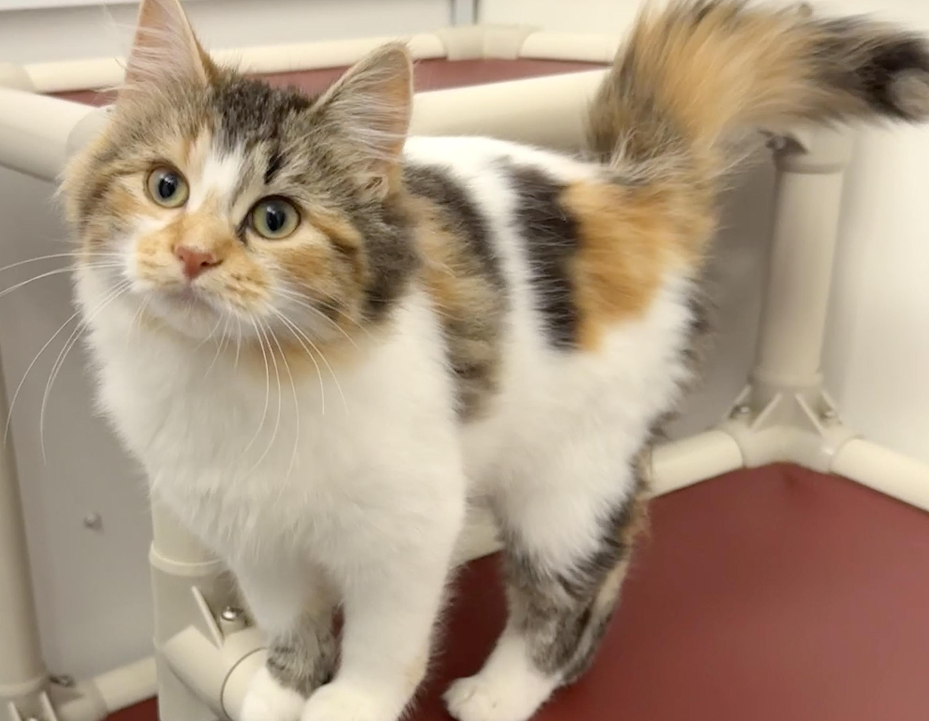 Enlarge Autumn, a Adoptable Domestic Long Hair in Meadow Lake, SK image 5/6